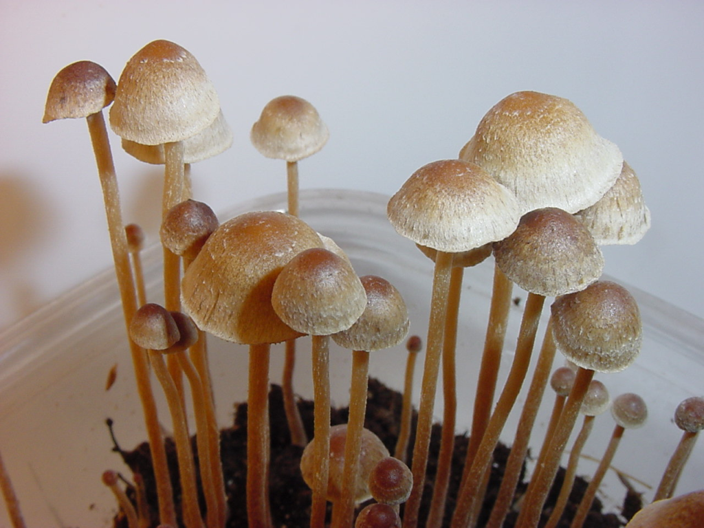 Psilocybe amanuensis (Philosopher’s Stone)