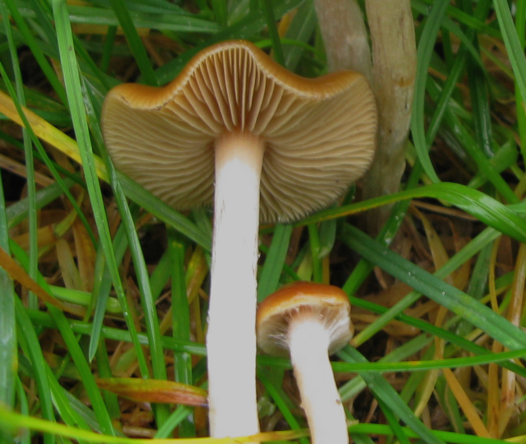 Psilocybe cyanescens (Wavy Cap)