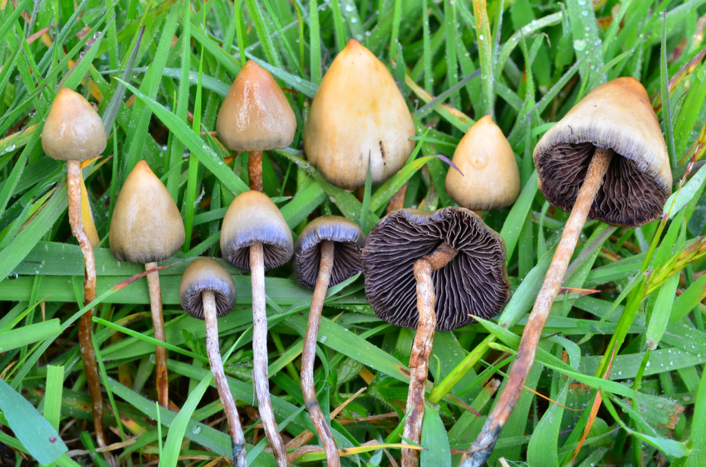 Psilocybe semilanceata (Liberty Caps)