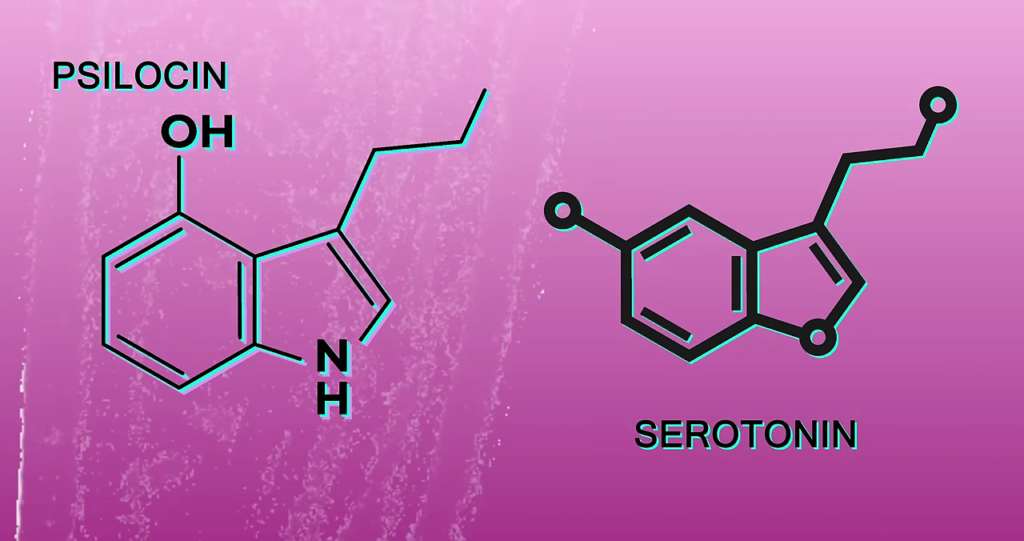 chemical illustration of shrooms psilocybin coversion into psilocin. 