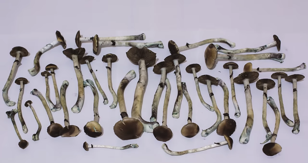 Dried shrooms