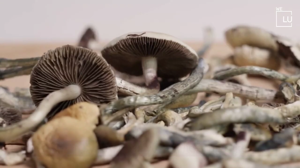 Dried Magic Mushrooms