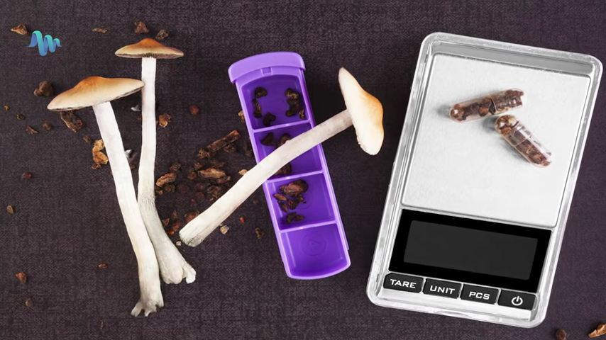 Dried, raw shrooms grounded into capsules on the scale. 