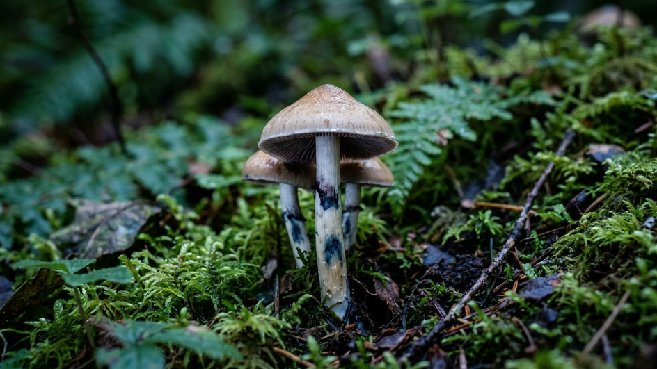 Blue Bruising Mushrooms