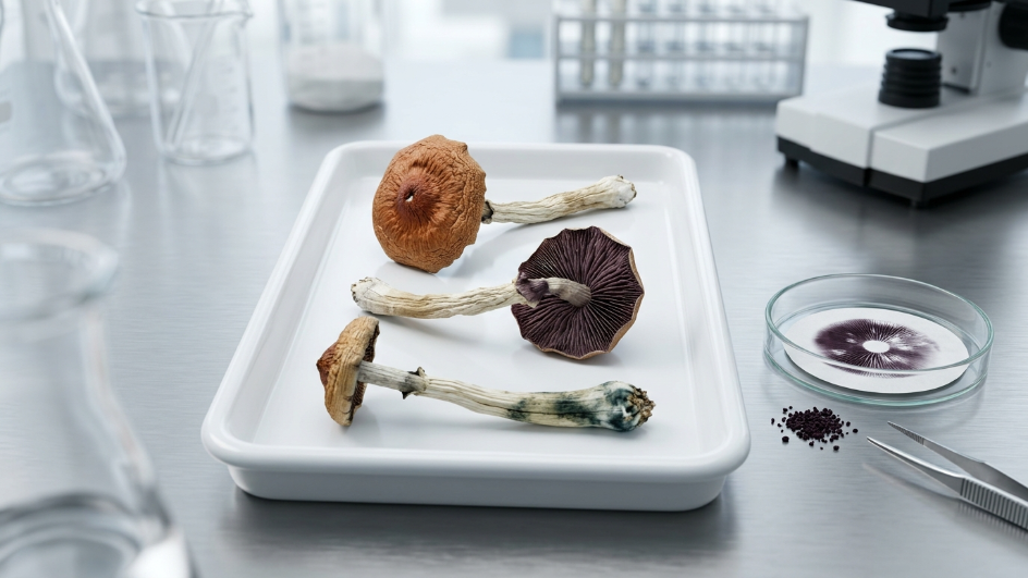 What Do Shrooms Look Like
