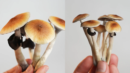 Golden Teacher mushrooms