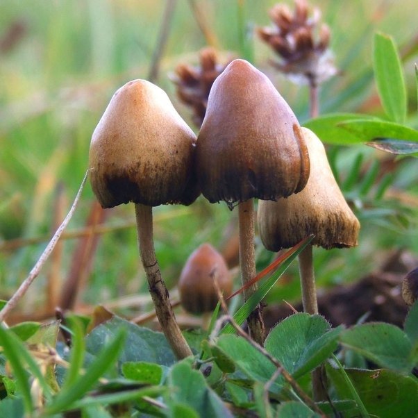 Liberty Cap magic mushrooms