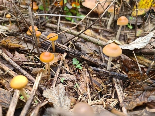 magic mushrooms growing in the forest
