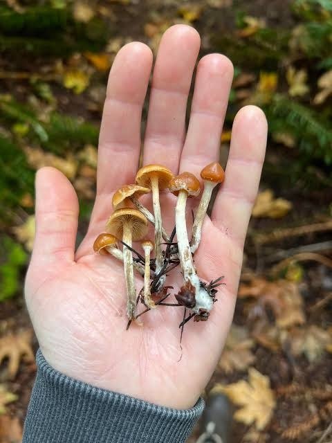 magic mushrooms on the hands