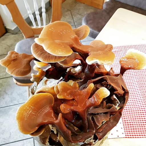 Reishi mushrooms